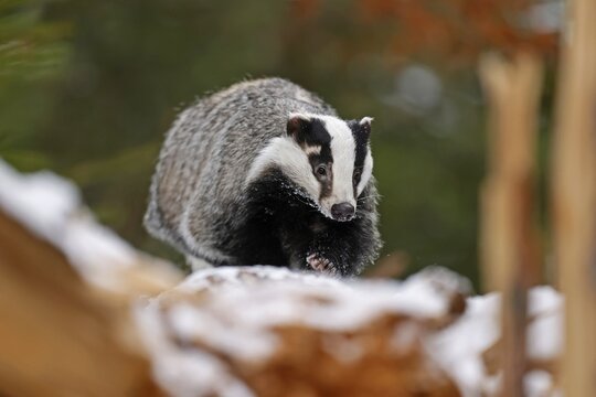 European badger (Meles meles), on a snow-covered tree trunk, Czech Republic