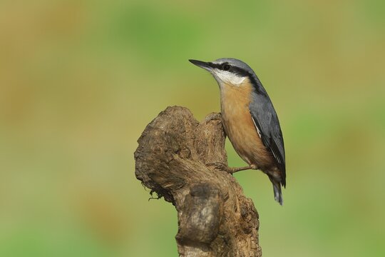 Eurasian nuthatch (Sitta europaea), sitting on a tree root, Wilden, North Rhine-Westphalia, Germany