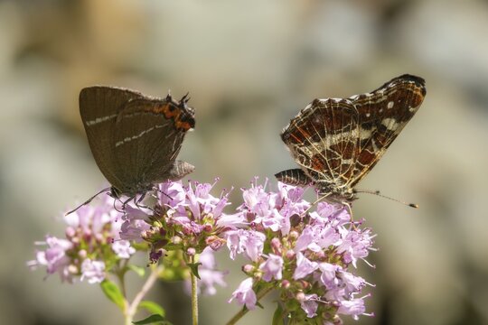 Araschnia Levana, European Map, Map Butterfly, Satyrium W Album, Strymonidia W Album, Elm Point Elm, Insects, Insects, Butterflies, Butterflies, Butterflies, Butterflies, White Letter Hairstreak