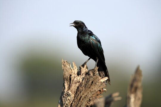 Meves's Glossy Starling (Lamprotornis mevesii), adult, at Warte, Kruger National Park, South Africa