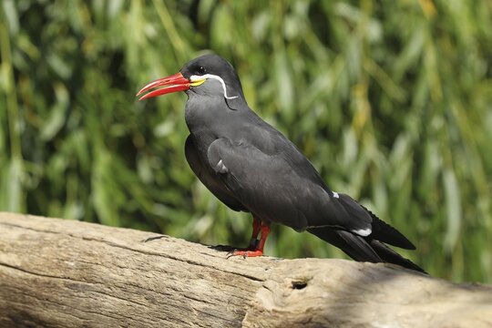 Inca Tern (Larosterna inca) captive, Germany, Europe, Bavaria, Germany