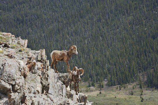 Rocky Mountains bighorn sheep (Ovis canadensis canadensis), rams standing on a rock, Jasper National Park, Alberta, Canada