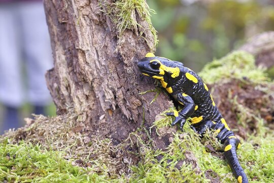 Fire salamander (Salamandra salamandra), climbing on a tree root, wildlife, close-up, Wilnsdorf, North Rhine-Westphalia, Germany