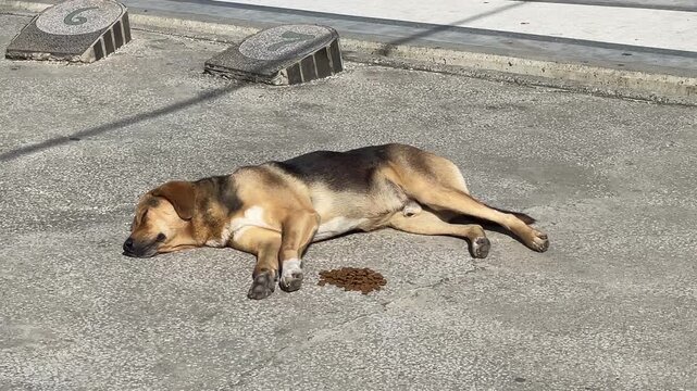 Stray Dogs Relaxing In Tbilisi, Georgia