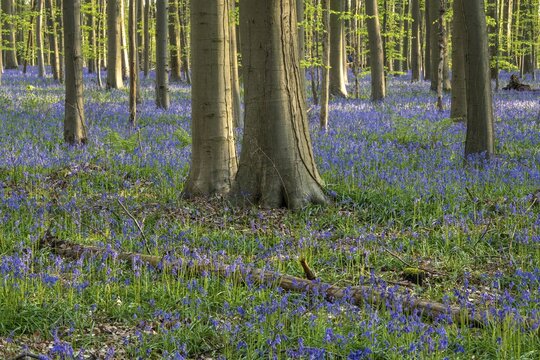Bluebells (Hyacinthoides) in Hallerbos, woodland, early-flowering plants, Hallerbos, Halle, Belgium
