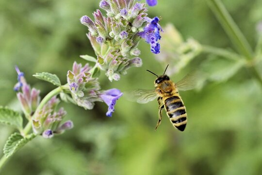 Western honey bee (Apis mellifera), approaching a catnip (Nepeta faassenii) flower, Meienberg, Canton of Aargau, Switzerland
