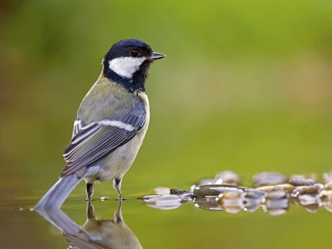 Great tit (Parus major), adult bird standing in shallow water, Solms, Hesse, Germany