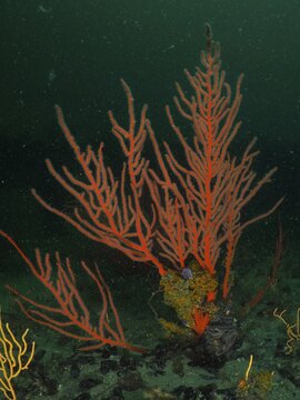 Red palmate sea fan (Leptogorgia palma), False Bay dive site, Cape of Good Hope, Cape Town, South Africa