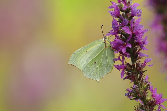 Brimstone (Gonepteryx rhamni) feeding on a flower of purple loosestrife (Lythrum salicaria), with beautiful background, Wilnsdorf, North Rhine-Westphalia, Germany