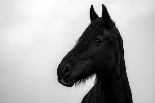 Black domestic horse (Equus caballus) in a meadow against a misty white sky, Innsbruck, Tyrol, Austria