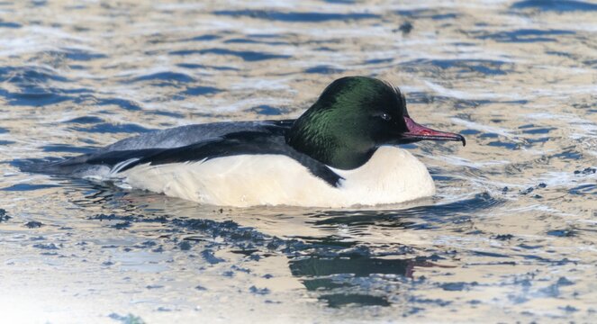 Goosander, goose s&auml;ger, mergus merganser, anatidae, birds, duckbirds, male, sawyer, birds, waterbirds, waterbirds