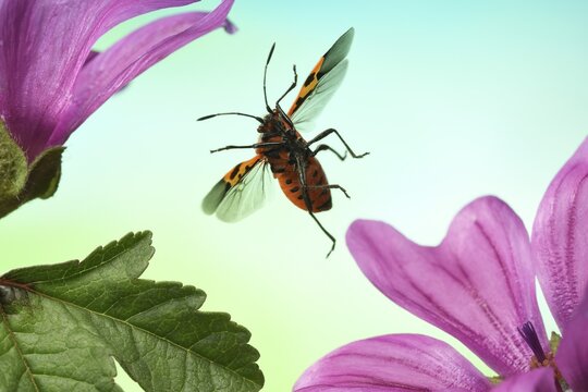 Corizus hyoscyami (Corizus hyoscyami), in flight on flower of a mallow (Malva), Germany