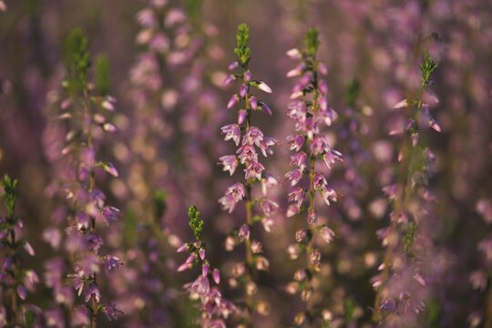 Common Heather (Calluna vulgaris), Emsland, Lower Saxony, Germany