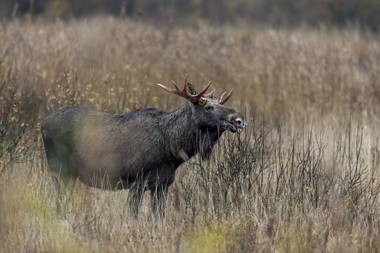A bull moose (Alces alces) grazes the branches of a willow, rutting season, moose rut, October, Denmark
