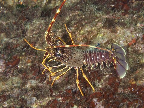 A European spiny crayfish (Palinurus elephas) in its natural environment on a seabed in the Mediterranean Sea near Hy&egrave;res, Giens Peninsula dive site, Provence Alpes C&ocirc;te d'Azur, France