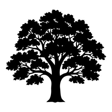 Large Oak Tree