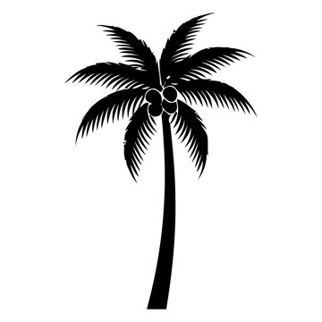 Tropical Palm Tree