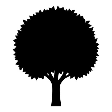 Round Canopy Tree