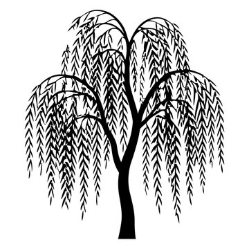 Weeping Willow Tree