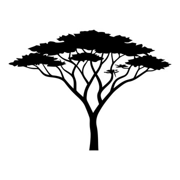 Acacia Tree Silhouette