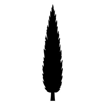 Tall Cypress Tree
