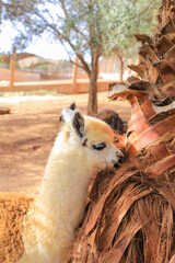 llama in the zoo © Simo