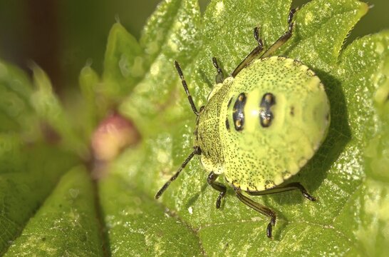 Green shield bug (Palomena prasina) Larva, Hesse, Germany