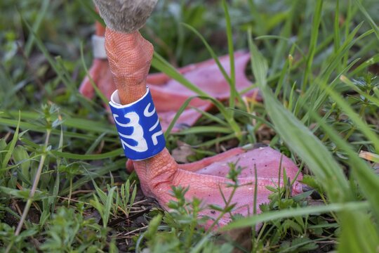 Plastic ring on its leg, ringed Egyptian goose (Alopochen aegyptiacus), Rosensteinpark, Stuttgart, Baden-W&uuml;rttemberg, Germany