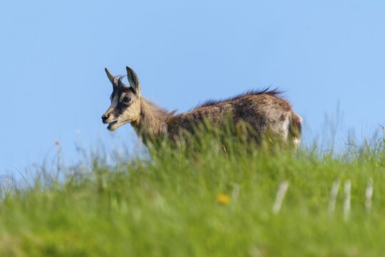 Young chamois in a meadow against the blue sky, chamois, chamois, (Rupicapra rupicaprae), wildlife, Vosges, France
