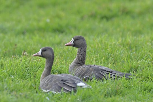 White-fronted geese (Anser albifrons) resting in a meadow in the wintering area, pair of animals, migratory bird, Xanten, Bislicher Insel, North Rhine-Westphalia, Germany