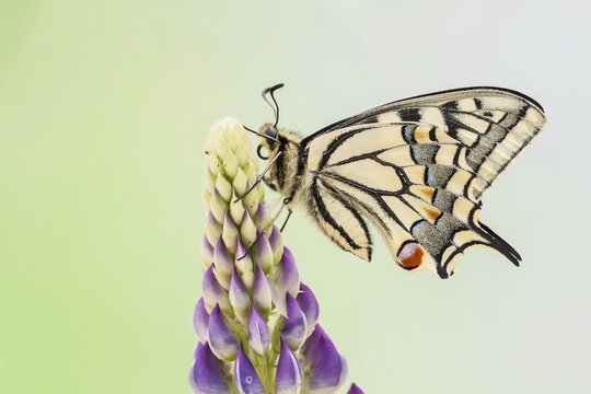 Swallowtail or Old World Swallowtail (Papilio machaon), North Hesse, Hesse, Germany