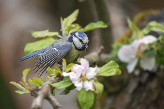 Blue tit, parus caeruleus, courtship, courtship behavior, birds, tit, passeri, songbirds, songbirds, tits, birds