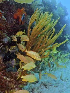 A school of yellow grunts, bluestriped grunts (Haemulon sciurus), swimming amongst soft corals in a clear underwater habitat, at the John Pennekamp Coral Reef State Park dive site, Key Largo, Florida Keys, Florida, USA