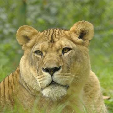 Lion (Panthera Leo), animal portrait, frontal view, captive, Salzburg Zoo, Austria