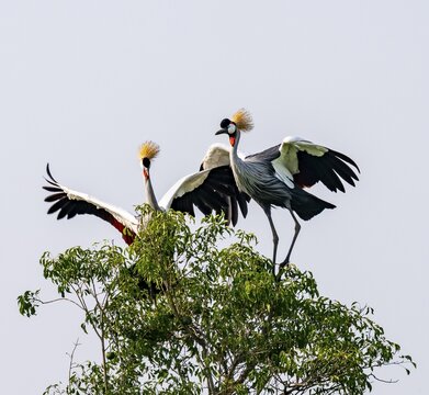 South African crowned crane (Balearica regulorum), pair with outstretched wings, landing on a tree, Murchison Falls National Park, Uganda