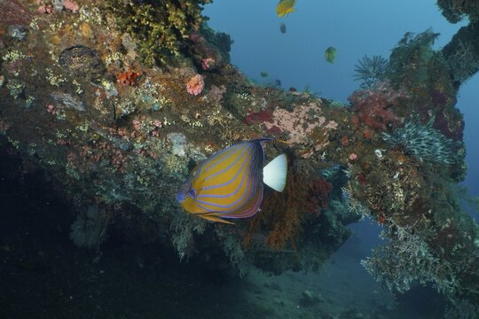A colourful tropical fish, the ringed angelfish (Pomacanthus annularis), swims amongst the coral in blue waters at the USAT Liberty dive site, Tulamben, Bali, Indonesia