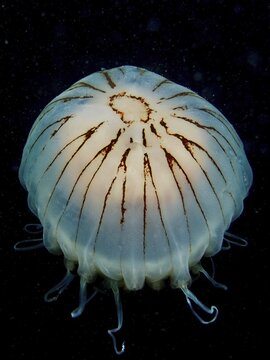 Luminous and transparent jellyfish with tentacles, compass jellyfish (Chrysaora hysoscella), in dark water. Dive site Renvyle, Co. Galway, Irish Sea, North Atlantic, Ireland