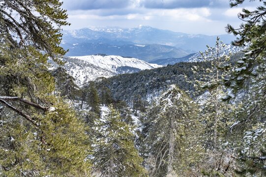 Snowy landscape in the Troodos Mountains in Trodoos, Cyprus