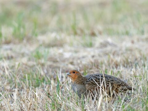 Partridge (Perdix perdix), a female crouches in a mown meadow, Solms, Hesse, Germany