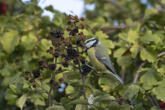 Blue tit (Cyanistes caeruleus) adult bird in a hedgerow feeding on blackberries in summer, England, United Kingdom
