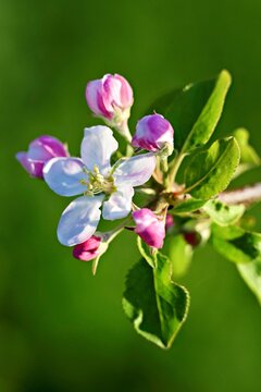 Topaz apple blossom, Switzerland