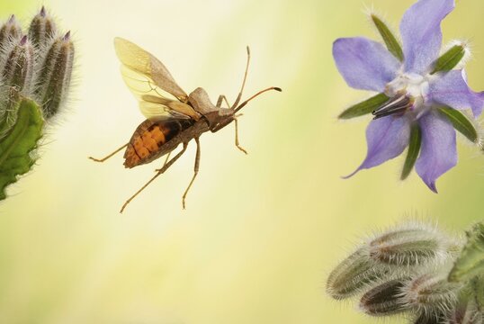 Dock bug (Coreus marginatus) in flight on flower of a Borage plant (Borago officinalis), Germany