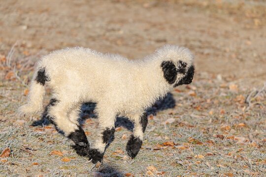 A Valais Blacknose lamb (Avis Aries) runs across a frost-covered pasture in early morning light. switzerland