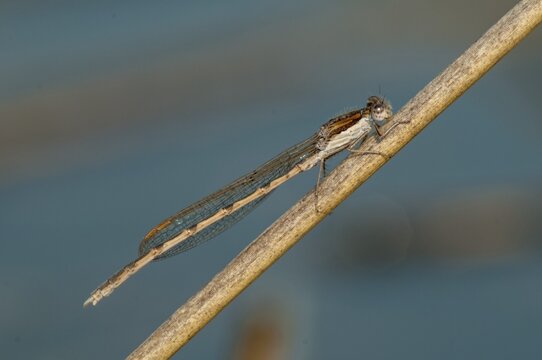 Common winter dragonfly, Sympecma fusca, winter damselfly, damselflies, dragonflies, insects, dragonflies, odonata, zygoptera