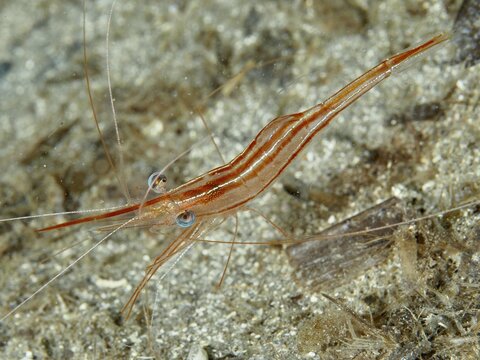 A reddish-brown striped shrimp with long antennae, unicorn shrimp (Plesionika narval), crawls over the sandy seabed in the Mediterranean near Hy&egrave;res. Dive site Les Grottes, Giens peninsula, Provence Alpes C&ocirc;te d'Azur, France