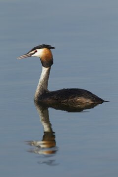 Great crested grebe (Podiceps cristatus) on a lake, Norfolk, England, United Kingdom