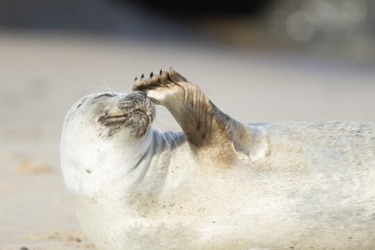 Common seal (Phoca vitulina) adult animal scratching its nose on a seaside beach, Norfolk, England, United Kingdom