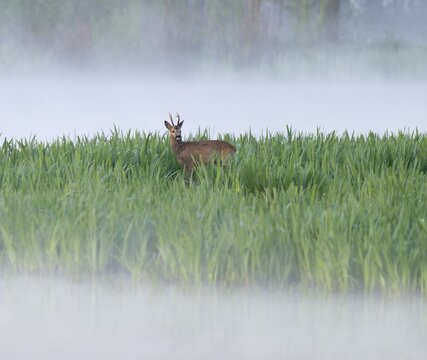 Roe deer (Capreolus capreolus), roe buck in winter coat, winter cover standing in a wet meadow, in a wetland biotope at a lake, morning mist, fog, wildlife, Lower Saxony, Germany