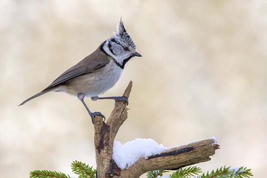Crested tit (Parus cristatus), sitting on a branch in winter, Terfens, Tyrol, Austria
