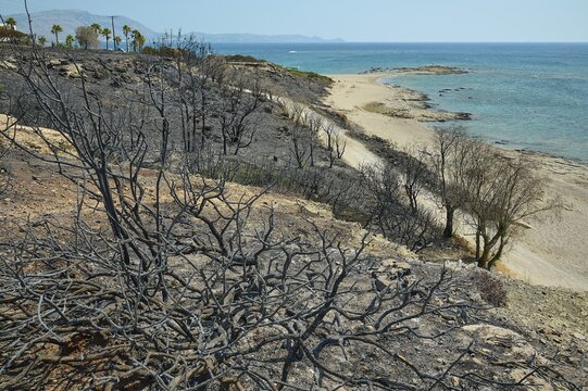 Charred trees on the coast with the sea in the background, a desolate atmosphere of devastation, forest fires, summer 2023, forest fire damage, Princess Beach Hotel, Kiotari, Rhodes, Dodecanese, Greek Islands, Greece